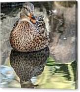 Mallard Hen #1 Canvas Print