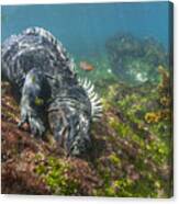 Marine Iguana Feeding On Algae Punta Canvas Print