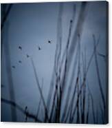 Migratory Birds Stop Over In The Tule #1 Canvas Print