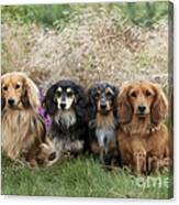 Miniature Long-haired Dachshunds #12 Canvas Print