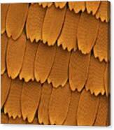 Monarch Butterfly Wing Scales Canvas Print