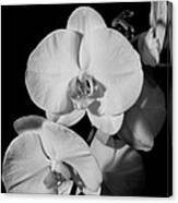 Moth Orchid Bw #1 Canvas Print