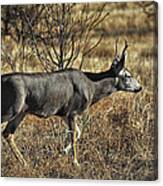 Mule Deer Buck #2 Canvas Print