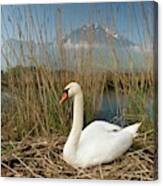 Mute Swan #1 Canvas Print