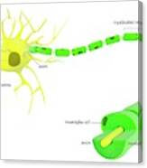 Myelinated Neuron Anatomy #1 Canvas Print