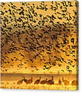 North American Birds #1 Canvas Print