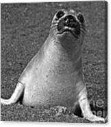 Northern Elephant Seal Weaner #1 Canvas Print
