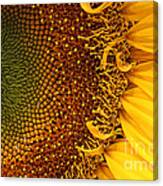 O Sunflower Canvas Print