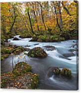 Oirase Stream In Fall Color #1 Canvas Print