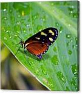 Orange And Black Butterfly #1 Canvas Print