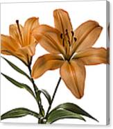 Orange Asiatic Lilies Canvas Print