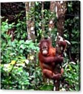 #orangutan
#rainforest #forest #scene #1 Canvas Print