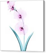Orchid Flowers #1 Canvas Print