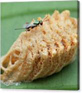 Parasitic Wasp On Mantis Eggs #1 Canvas Print