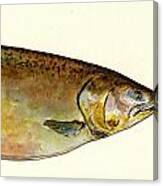 1 Part Chinook King Salmon Canvas Print