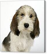 Petit Basset Griffon Vendeen #1 Canvas Print