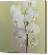 Phalaenopsis #1 Canvas Print