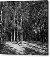 Pine Wood Canvas Print