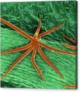 Plant Leaf Trichome (hibiscus Sp.) Photograph by Dennis Kunkel  Microscopy/science Photo Library - Pixels