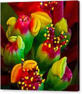 Poinsettia Flowers #1 Canvas Print