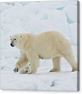 Polar Bear Sow With Young Cub High #1 Canvas Print