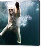Polarbear In Water Canvas Print