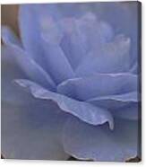 Powdery Blue Rose Canvas Print