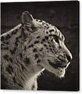 Profile Of A Snow Leopard #1 Canvas Print