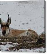 Pronghorn Landscape Canvas Print