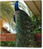 Proud Peacock #1 Canvas Print