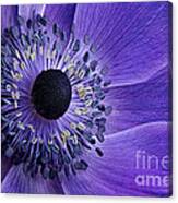 Purple Anemone #1 Canvas Print