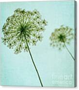 Queen Anne's Lace #1 Canvas Print