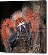 Rare Spider From Madagascar #1 Canvas Print
