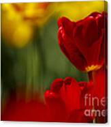 Red And Yellow Tulips #1 Canvas Print