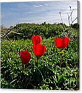 Red Anemone #1 Canvas Print