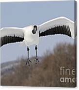 Red-crowned Crane #1 Canvas Print