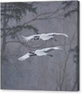 Red-crowned Cranes In Snowstorm, Japan #1 Canvas Print
