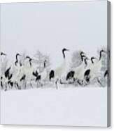 Red-crowned Cranes #1 Canvas Print