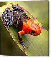 Red Headed Poison Dart Frog #1 Canvas Print