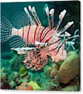 Red Lionfish #1 Canvas Print