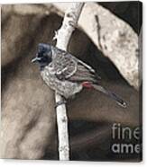 Red Vented Bulbul  #1 Canvas Print