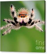 Regal Jumping Spider Jumping #4 Canvas Print