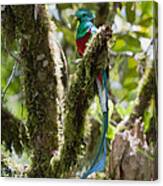 Resplendent Quetzal Male Costa Rica Canvas Print