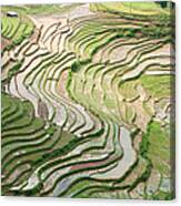 Rice Paddies In Vietnam #1 Canvas Print