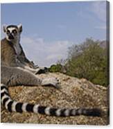 Ring-tailed Lemur Portrait Madagascar #1 Canvas Print