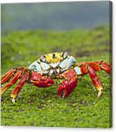 Sally Lightfoot Crab Galapagos Islands #1 Canvas Print