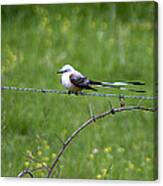 Scissortail Flycatcher #1 Canvas Print