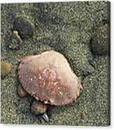 Shellfish On Pacific Northwest Coast #1 Canvas Print