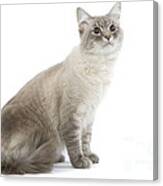 Siberian Cat #1 Canvas Print