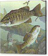 Smallmouth Bass #1 Canvas Print